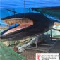 日照水产研究所鲸鱼标本制作-小�鲸