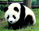 浅谈国宝―大熊猫标本的制作