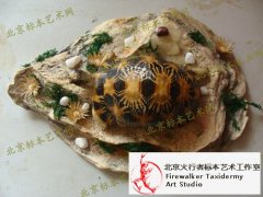 辐射陆龟标本